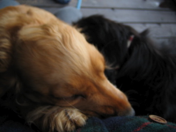 �Ƃ������̃L�b�`��