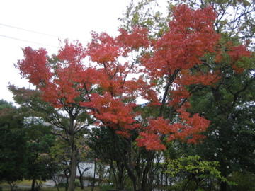 �Ƃ������̃L�b�`��