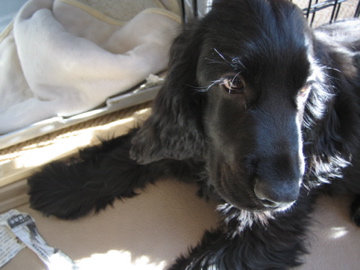 �Ƃ������̃L�b�`��