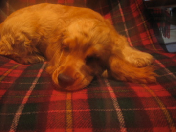 �Ƃ������̃L�b�`��