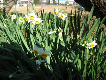 �Ƃ������̃L�b�`��