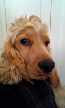 �Ƃ������̃L�b�`��