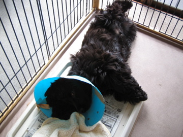 �Ƃ������̃L�b�`��