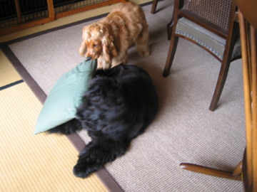 �Ƃ������̃L�b�`��