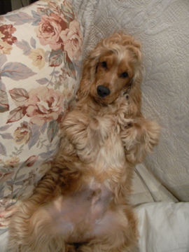 �Ƃ������̃L�b�`��