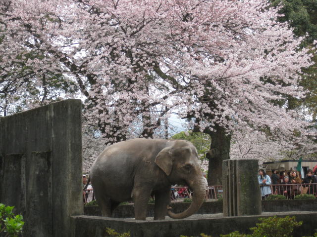 ���c���܂����邫�̃X�X���I�I