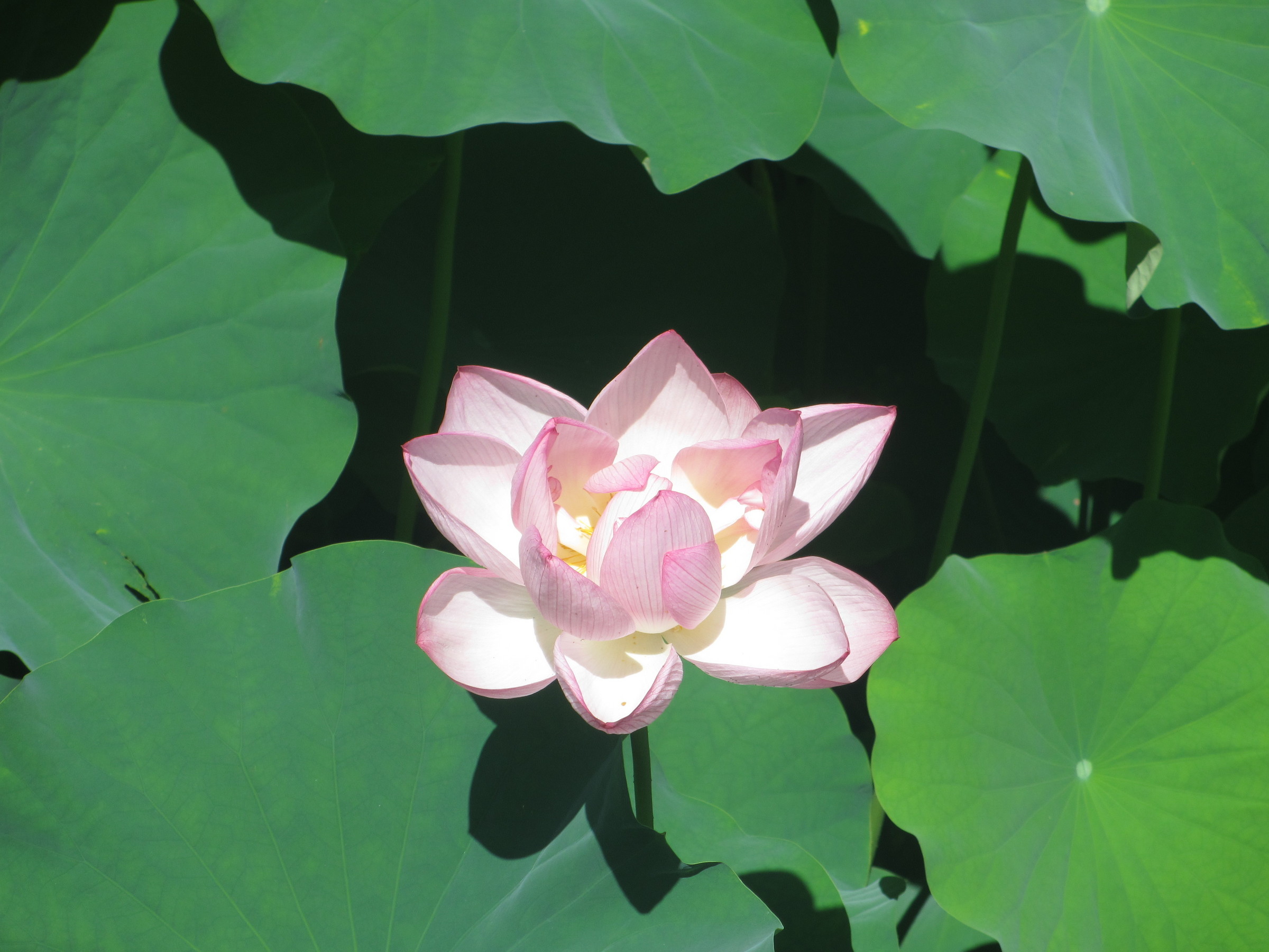 ���c���܂����邫�̃X�X���I�I