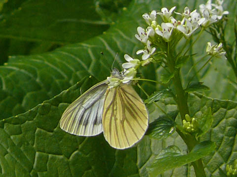 �ɓ������̎��R�ώ@��