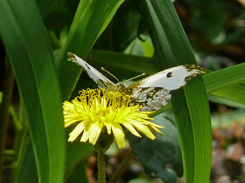 �ɓ������̎��R�ώ@��