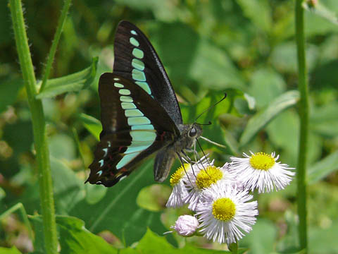 �ɓ������̎��R�ώ@��