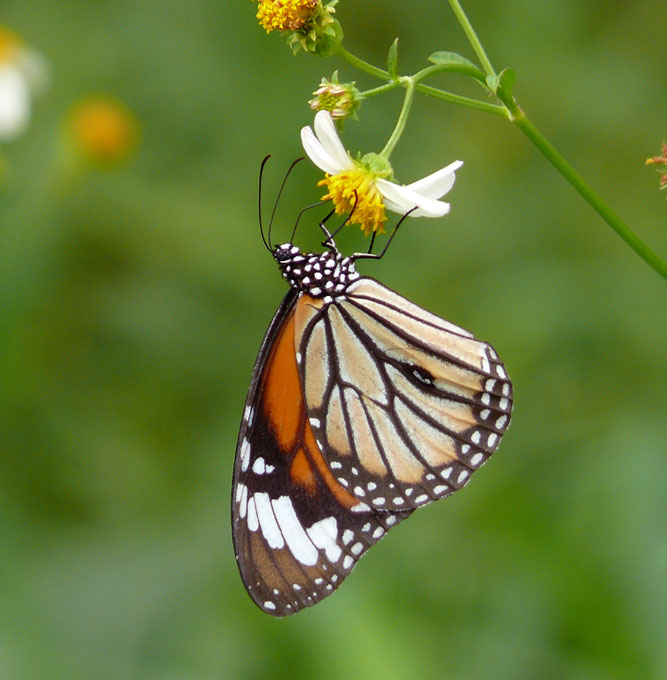 �ɓ������̎��R�ώ@��