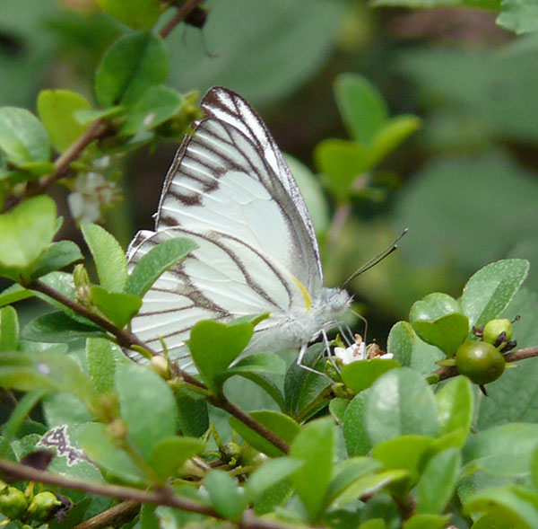 �ɓ������̎��R�ώ@��