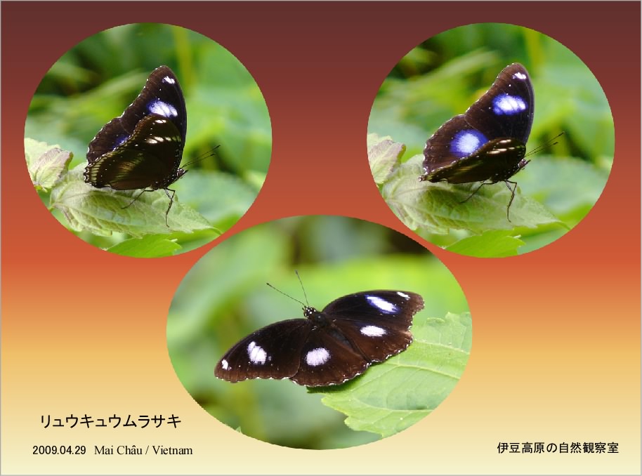 �ɓ������̎��R�ώ@��