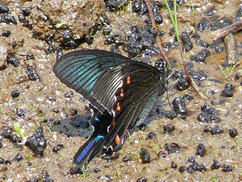 �ɓ������̎��R�ώ@��