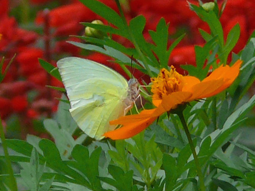 �ɓ������̎��R�ώ@��