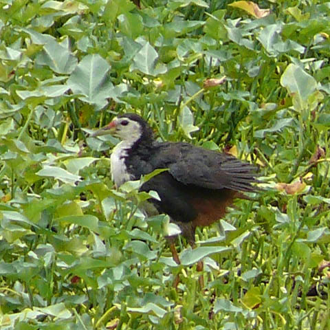 �ɓ������̎��R�ώ@��