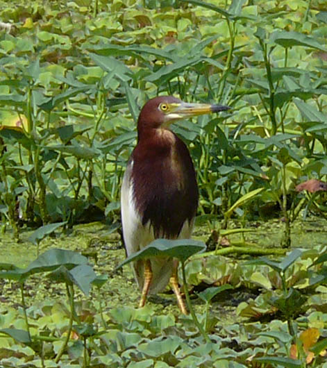 �ɓ������̎��R�ώ@��