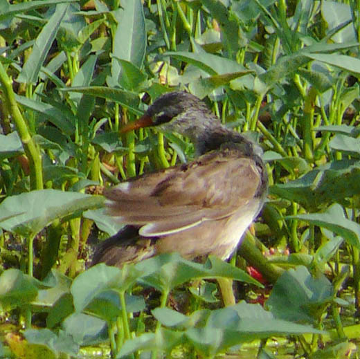 �ɓ������̎��R�ώ@��