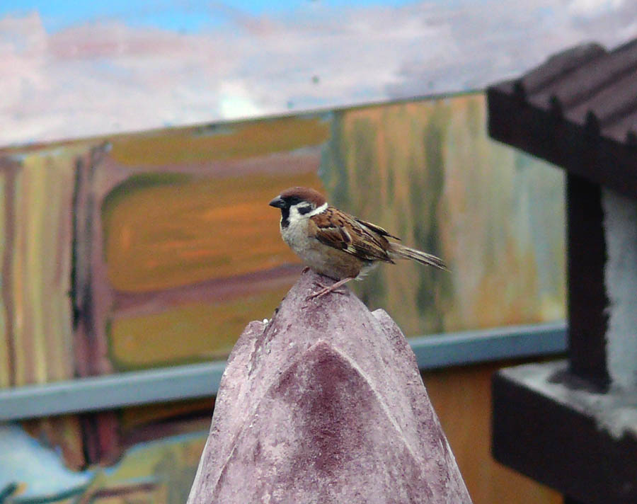 �ɓ������̎��R�ώ@��