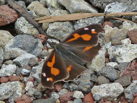 �ɓ������̎��R�ώ@��