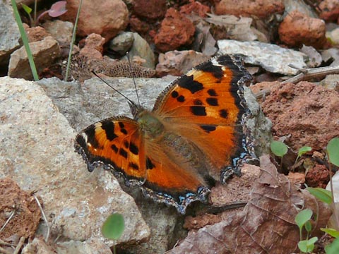 �ɓ������̎��R�ώ@��