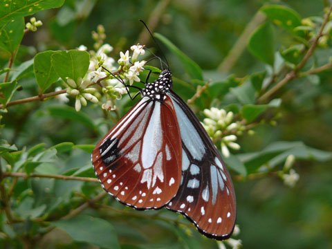 �ɓ������̎��R�ώ@��