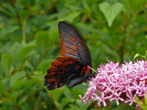 �ɓ������̎��R�ώ@��