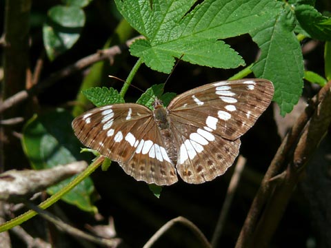 �ɓ������̎��R�ώ@��