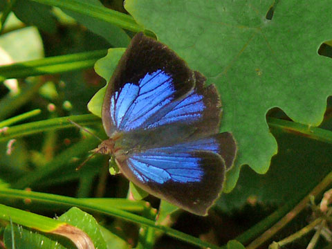 �ɓ������̎��R�ώ@��