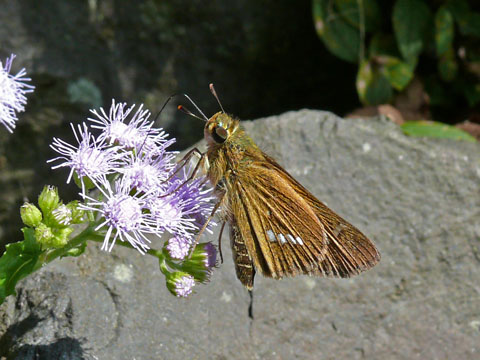 �ɓ������̎��R�ώ@��