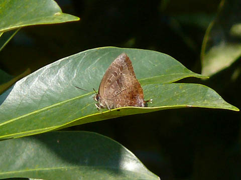 �ɓ������̎��R�ώ@��