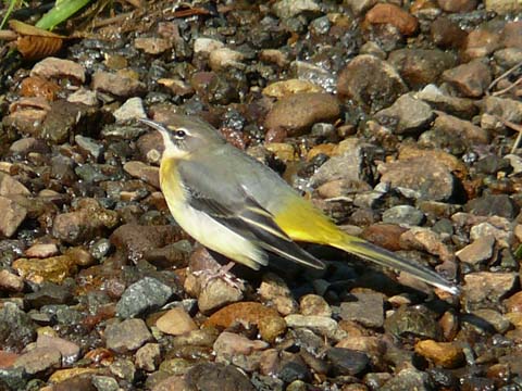 �ɓ������̎��R�ώ@��