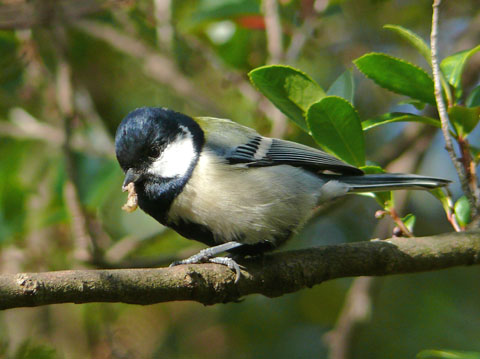 �ɓ������̎��R�ώ@��