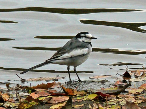 �ɓ������̎��R�ώ@��