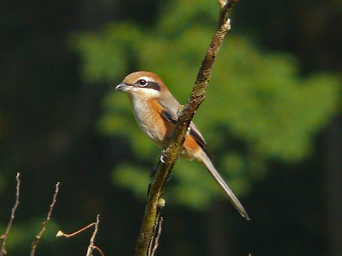 �ɓ������̎��R�ώ@��