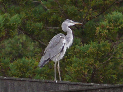 �ɓ������̎��R�ώ@��