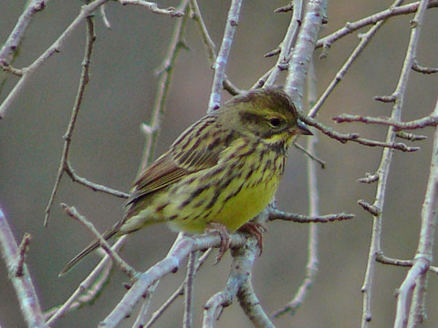 �ɓ������̎��R�ώ@��