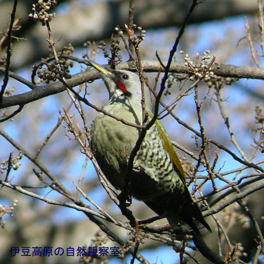 �ɓ������̎��R�ώ@��