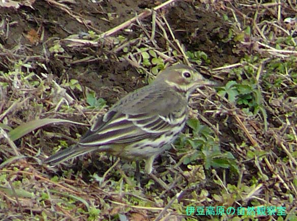 �ɓ������̎��R�ώ@��