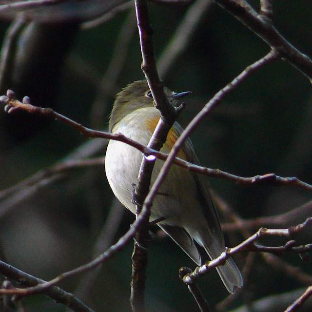 �ɓ������̎��R�ώ@��