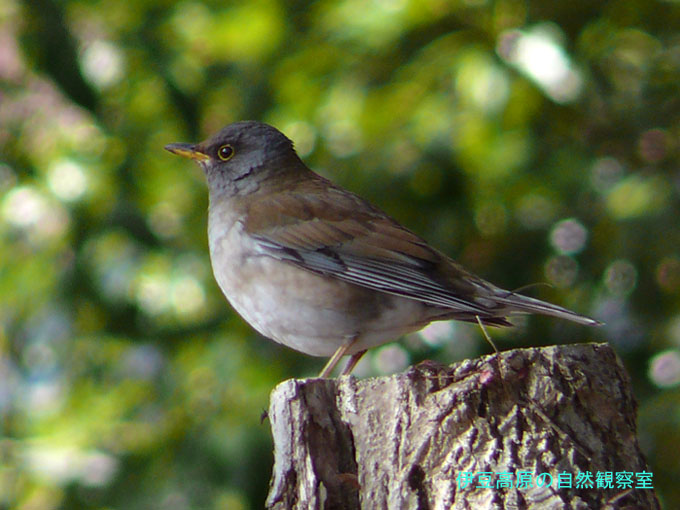 �ɓ������̎��R�ώ@��