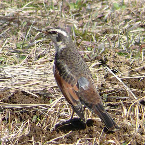 �ɓ������̎��R�ώ@��