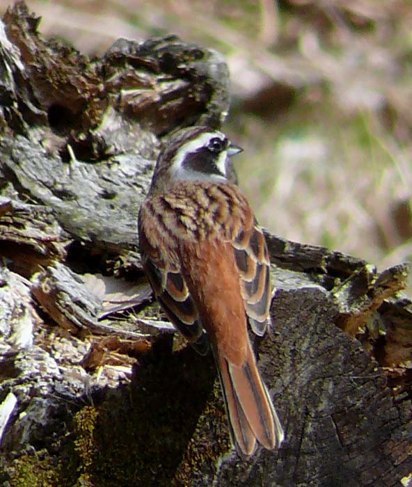 �ɓ������̎��R�ώ@��