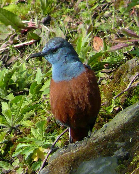 �ɓ������̎��R�ώ@��