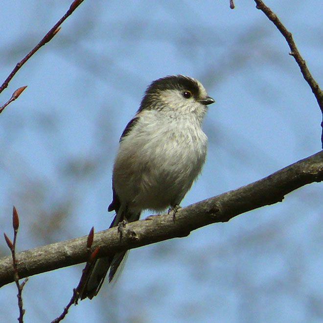 �ɓ������̎��R�ώ@��