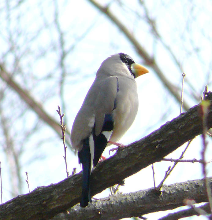 �ɓ������̎��R�ώ@��