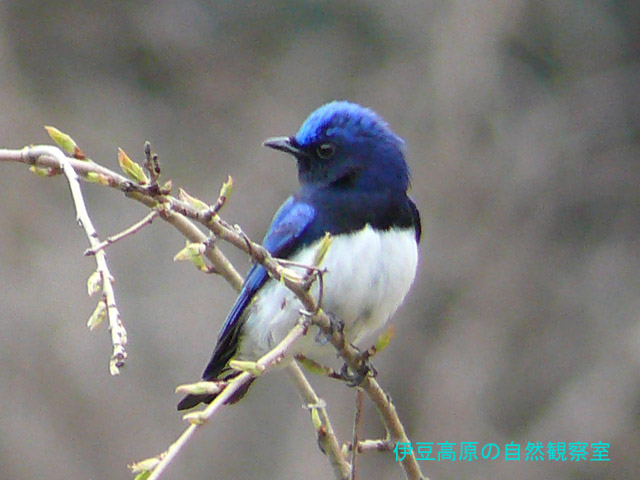 �ɓ������̎��R�ώ@��