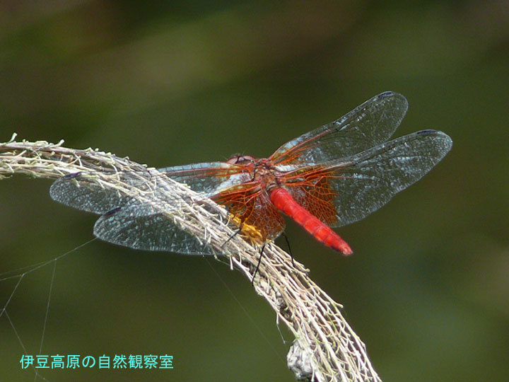 �ɓ������̎��R�ώ@��