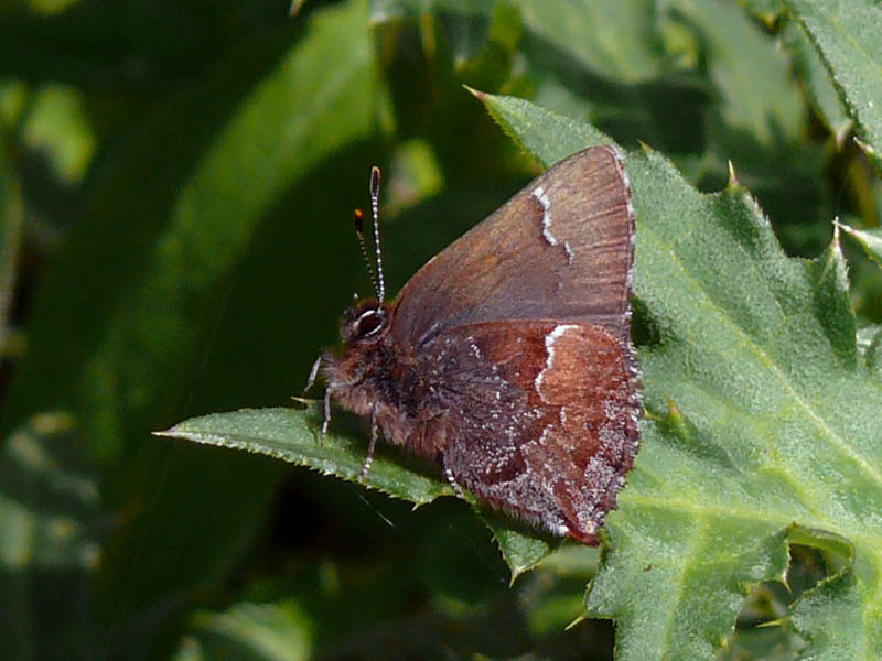 �ɓ������̎��R�ώ@��