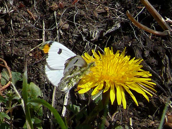 �ɓ������̎��R�ώ@��